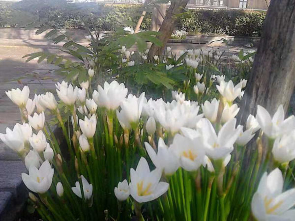 房屋共有產權糾紛,法院一般怎么判?深圳房屋拆遷律師總結整理